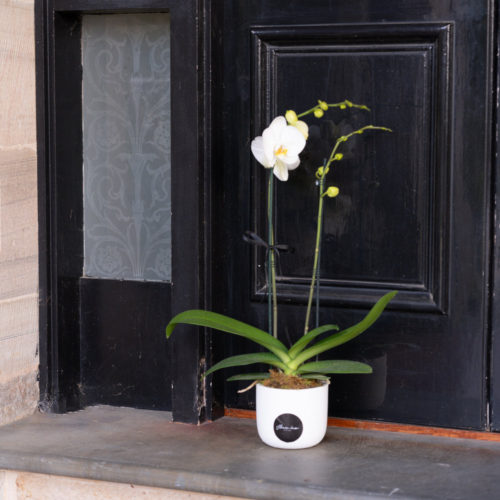 Potted Phalaenopsis Orchid
