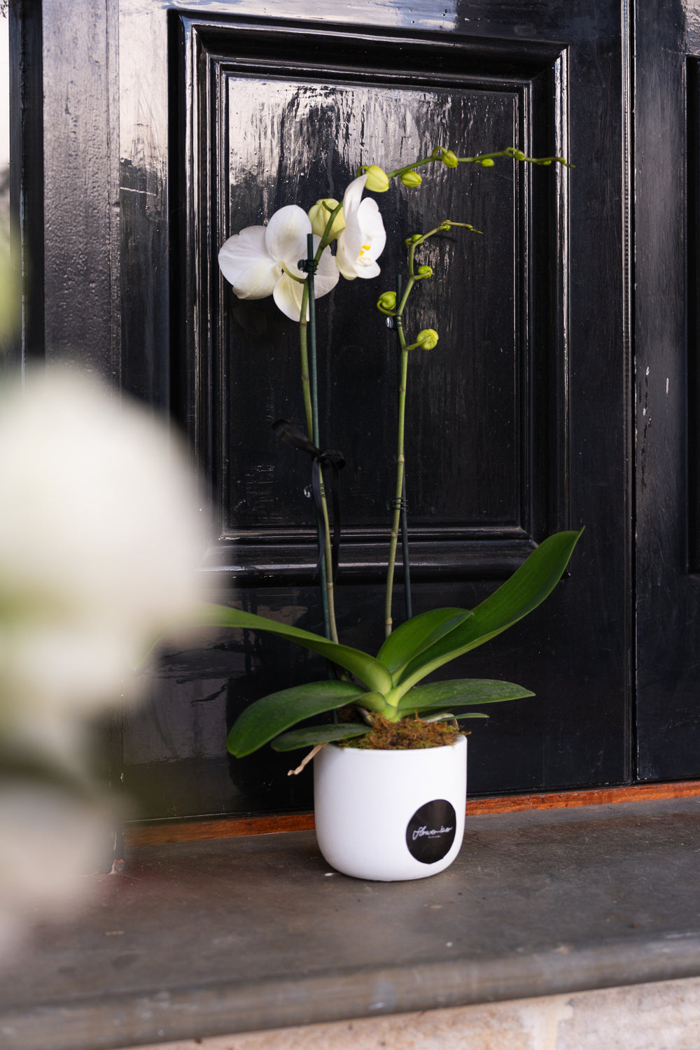 Potted Phalaenopsis Orchid