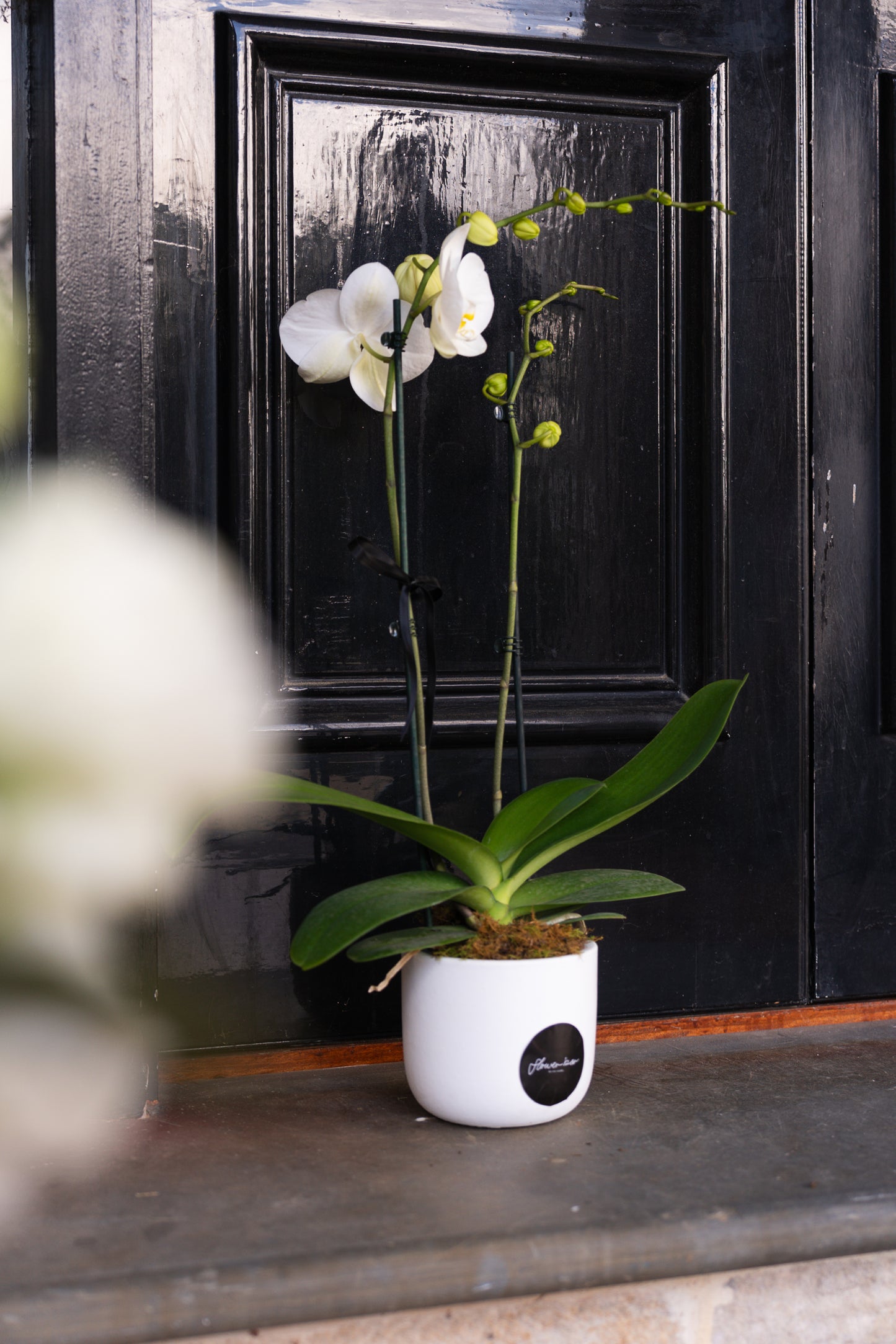Potted Phalaenopsis Orchid
